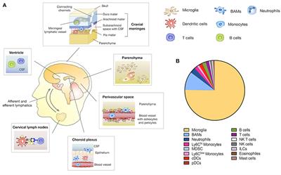 Turning “Cold” Into “Hot” Tumors—Opportunities and Challenges for Radio-Immunotherapy Against Primary and Metastatic Brain Cancers